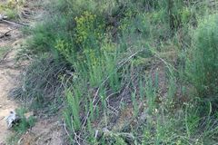 Senecio bathurstianus