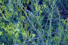 Senecio bathurstianus