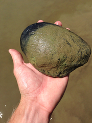 Lasmigona complanata