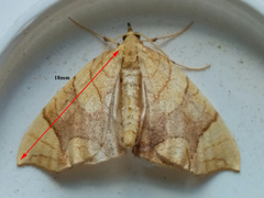 Eulithis gracilineata