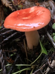 Russula americana
