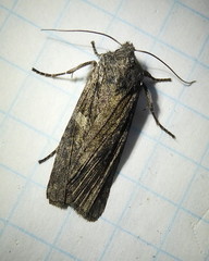 Lithophane laticinerea