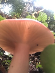 Russula americana