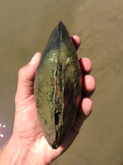 Lasmigona complanata