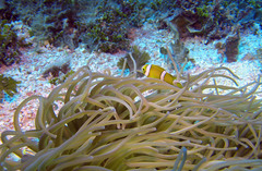 Amphiprion tricinctus