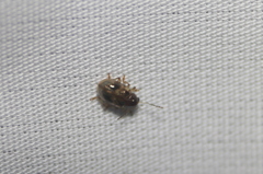 Paria opacicollis