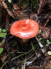 Russula americana