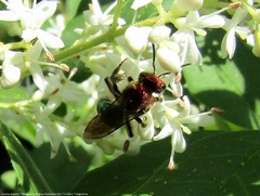 Augochloropsis tupacamaru