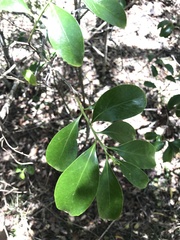 Siphonodon australis