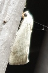Earias paralella