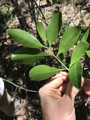 Siphonodon australis