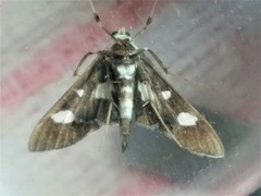 Desmia maculalis