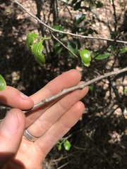 Siphonodon australis