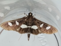 Desmia maculalis