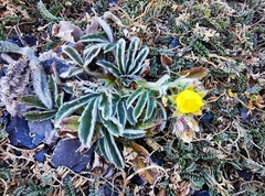 Potentilla leonina