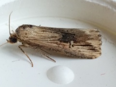 Crambodes talidiformis
