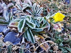 Potentilla leonina
