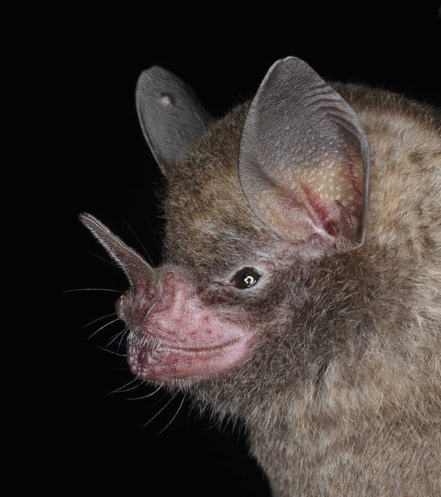 File:Silky Short-tailed Bat (Carollia brevicauda) (27055393188