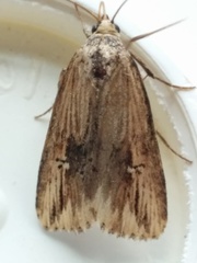 Crambodes talidiformis