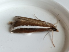 Carectocultus perstrialis