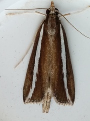 Carectocultus perstrialis