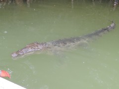 Crocodylus