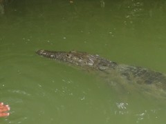 Crocodylus