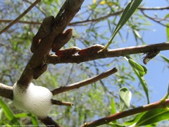 Cephisus siccifolius