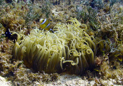 Amphiprion tricinctus