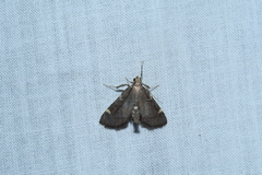 Hypsopygia thymetusalis