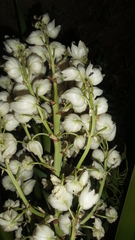Yucca capensis