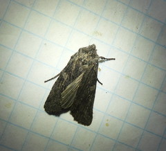 Lithophane laticinerea