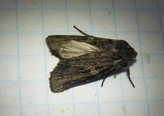 Lithophane laticinerea