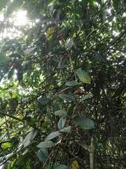 Siparuna gigantotepala