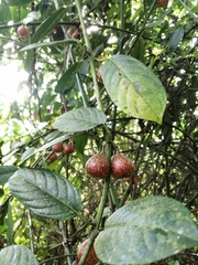 Siparuna gigantotepala