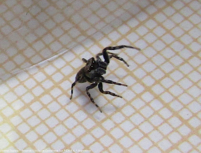 Hisukattus
