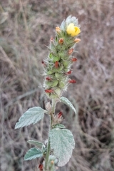 Malvastrum americanum