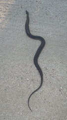 Thamnophis validus celaeno