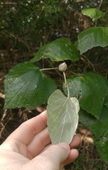 Ampelomyia vitiscoryloides