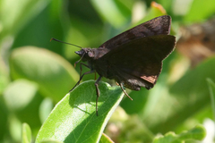 Pellicia arina