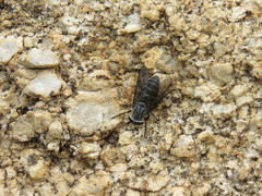 Apatolestes