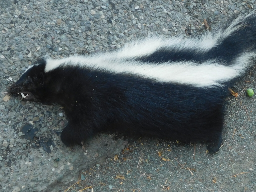 Striped Skunk from Concord, CA, USA on September 12, 2017 at 08:16 AM ...