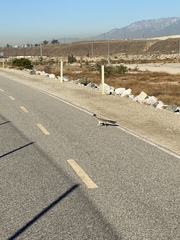 Geococcyx californianus