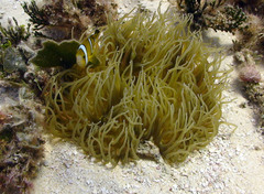 Amphiprion tricinctus