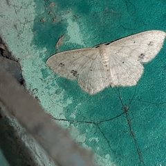 Scopula phyxelis