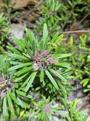 Pultenaea petiolaris