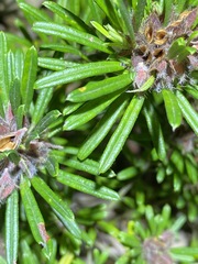 Pultenaea petiolaris