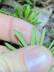 Pultenaea petiolaris
