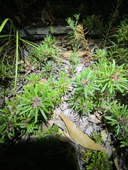 Pultenaea petiolaris