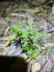 Pultenaea petiolaris